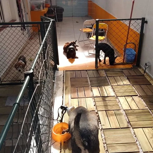 meupetlaranjalima_creche_rotina-02