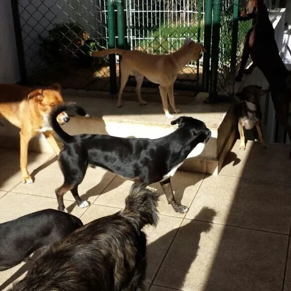 meupetlaranjalima_creche_rotina-04